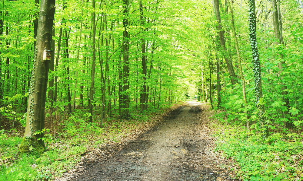 Wald in Hesel